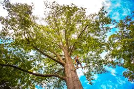  Merrionette Park, IL Tree Services Pros