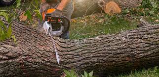 Why Choose Our Tree Removal Services in Merrionette Park, IL?