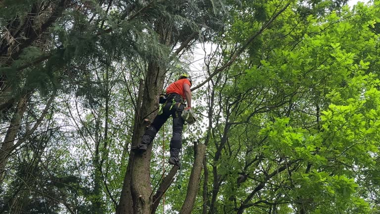 Best Utility Line Clearance  in Merrionette Park, IL