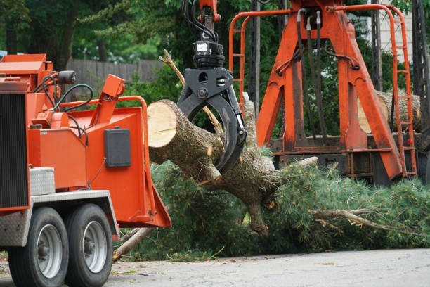 Trusted Merrionette Park, IL  Tree Services Experts